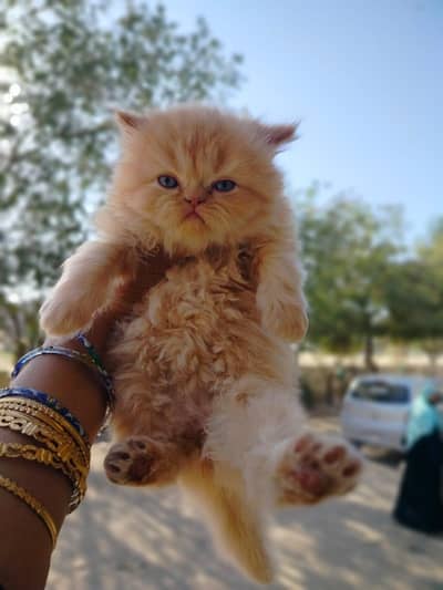 pure persian heavy coated kittens available