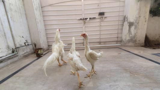 O shamu German breed