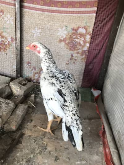 Aseel madi O33Z 33 I6I 33 whattsapp or phone