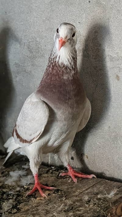 fancy pigeon for sale urgent