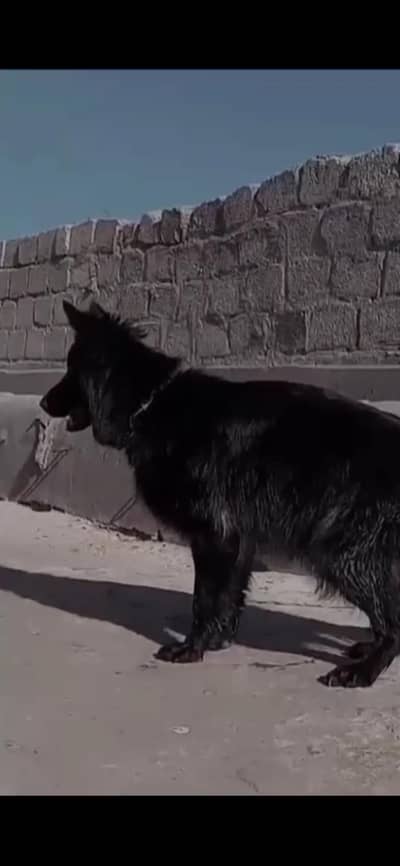 German shepherd Black long coat 10moth age