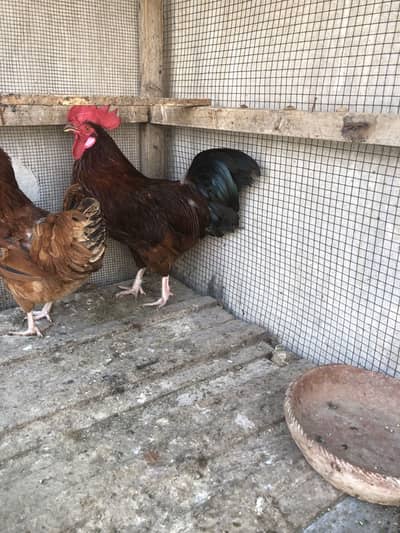 Active young male for sale