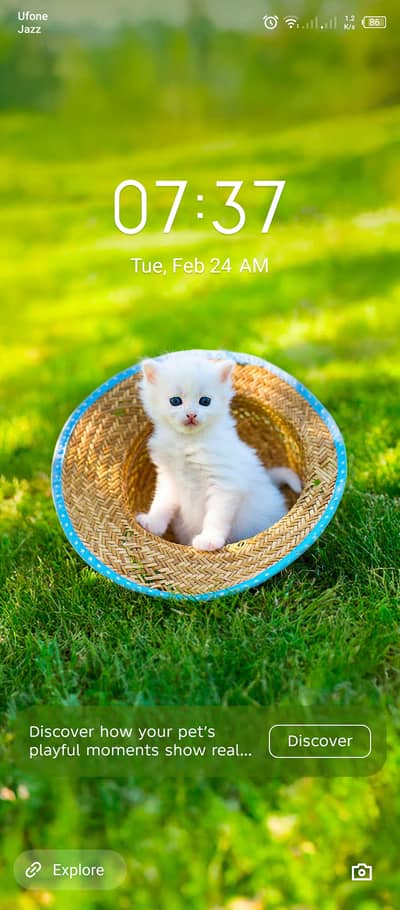 Persian female kitten for sale My WhatsApp num 03325899964