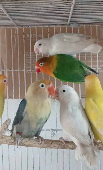 Love Bird 8 Pieces - Low Price Love Birds Available