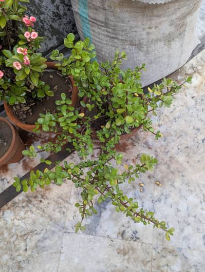 Jade plant 1.5 and 1 year old  healthy plant
