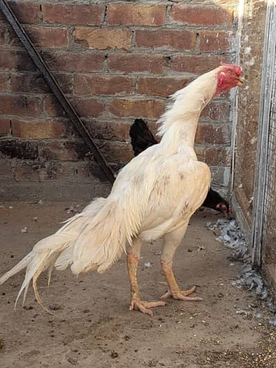 Heera aseel Murga available for sale