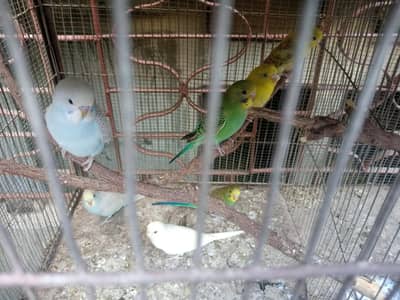 Budgies parrott03402572594