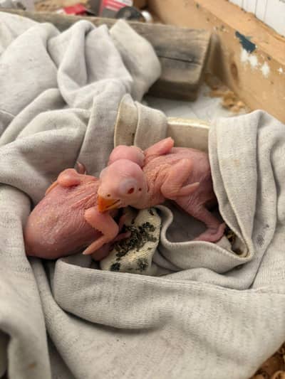 yellow chicks for sale