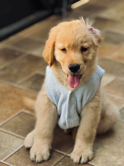 Pure Quality Golden Retriever Puppy (Rio)