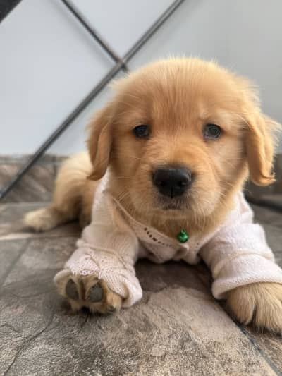 Pure American Golden Retriever Puppy (Rio) - Pedigree Certified