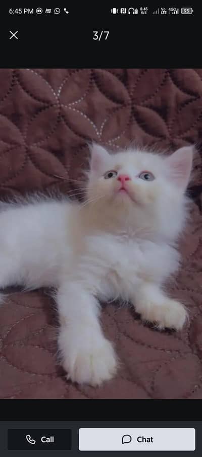 Persian cat for sale my WhatsApp number 0329-26-51-586