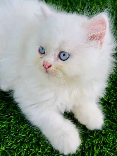 Persian cat for sale my WhatsApp number 0329-26-51-586