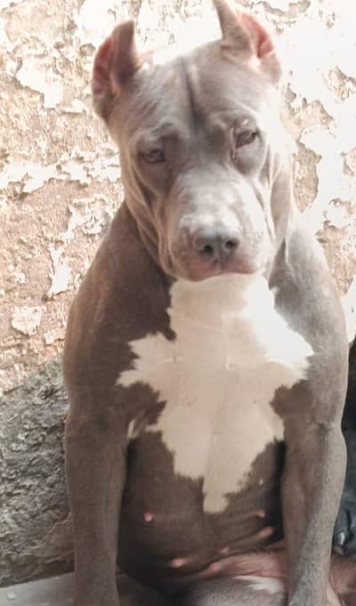 American pitbull breeder female