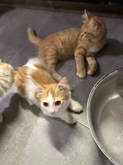 Adoption for both kittens together