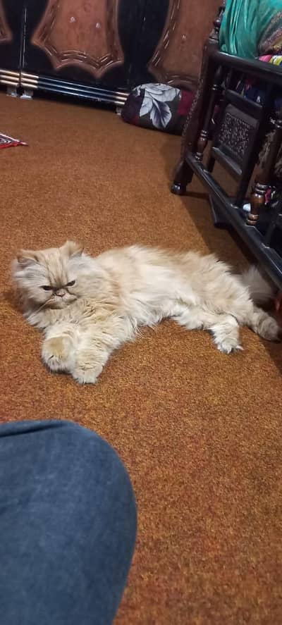 extreme punch face cat