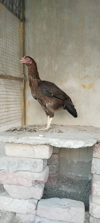 Pure Mianwali Aseel hen