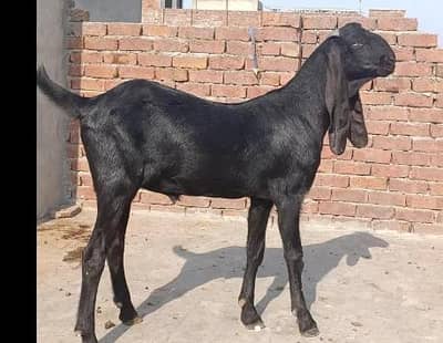 pure Amritasari beetal male bkra / goat / bakra
