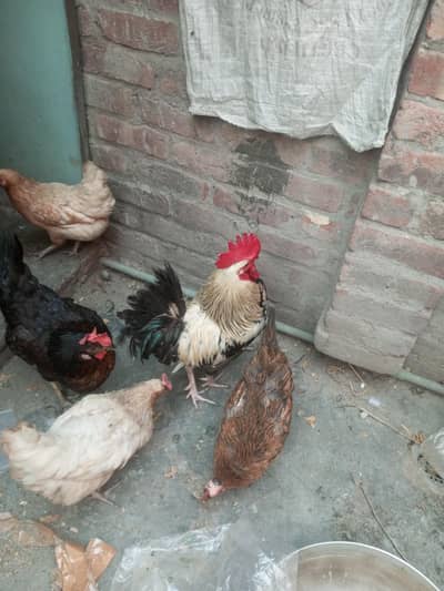 6 femal or do male ha