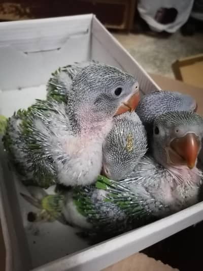 Raw parrot chicks