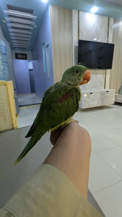 kashmiri pahari  handtame chick for sale