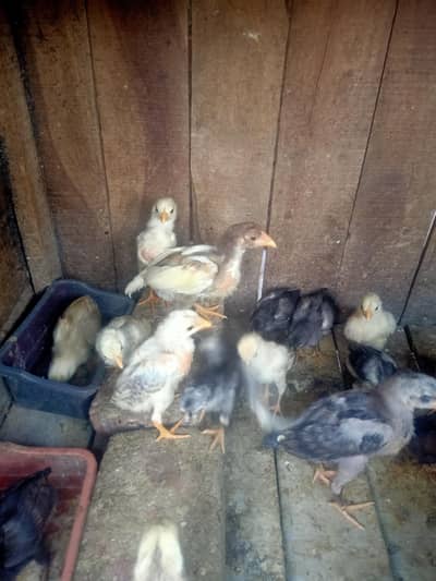 Heera Aseel chicks