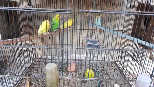Plum head parrot  + budgies Pairs