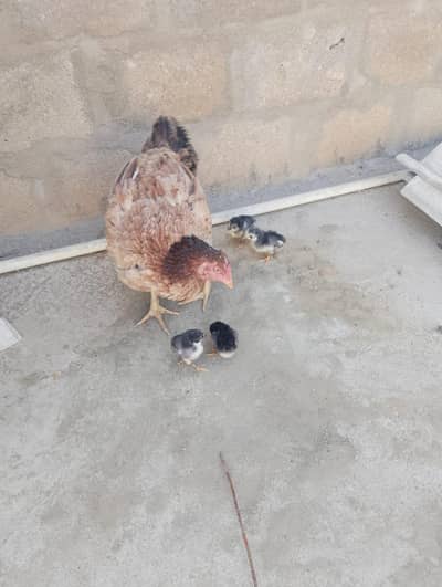 murgi ka stt 4 chiks