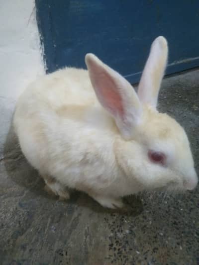 White rabbit with red eyes