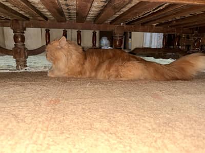 Triple coat Persian male 17 months fully vaccinated for saleeee