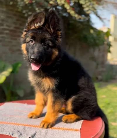 German shepherd puppies 03276946635 Whatsapp nu
