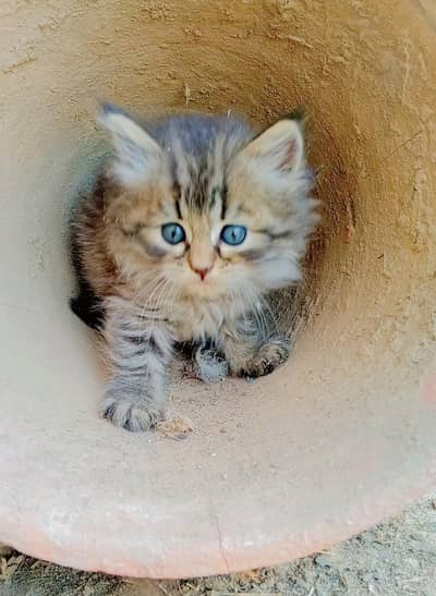 Two Persian kittens female for sale healthy and active.