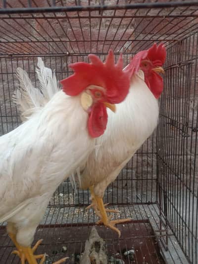 Hens and cage is for sale