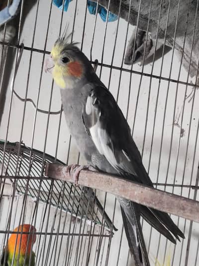 grey cockatiel female