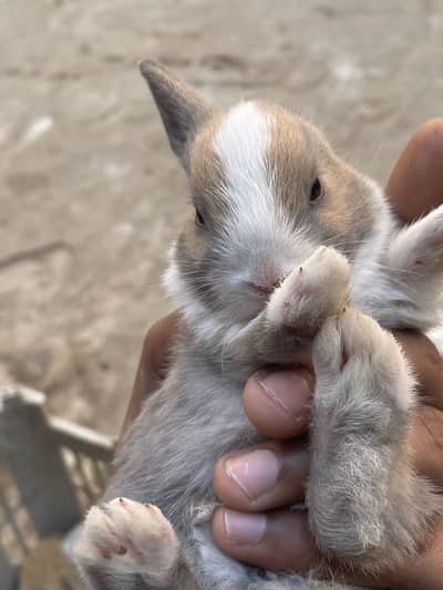 Rabbit baby beautiful