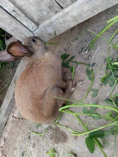 3 rabit for sale 1 female and 2 male