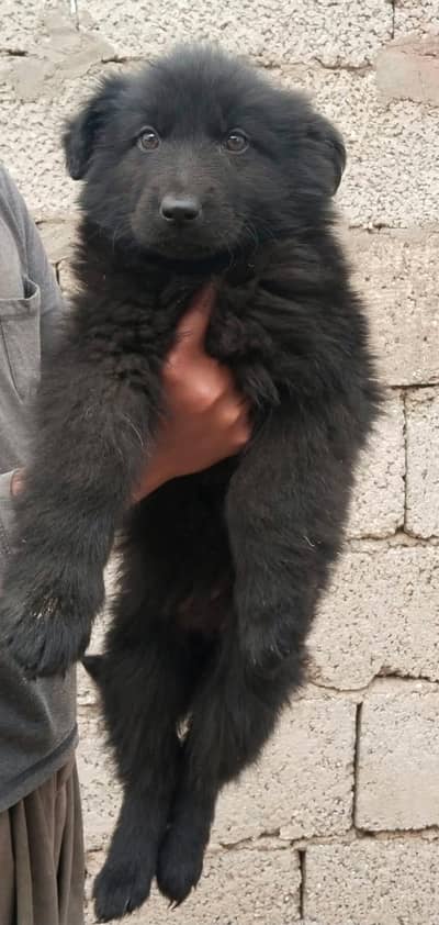 Black Shepherd Female Puppy |Black shepherd |gsd | Long Hair Puppy