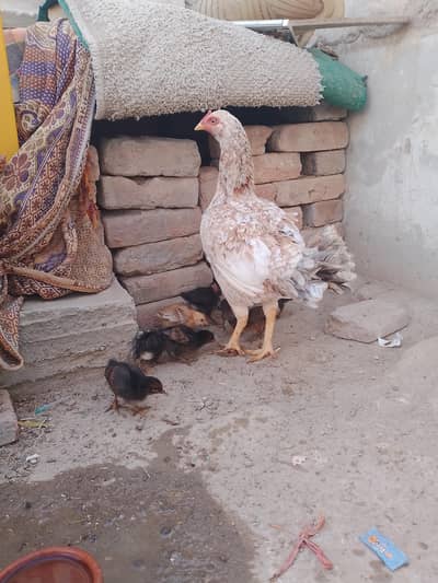 اسیل مرغی 8بچوں کے ساتھ براۓفروخت ہے
