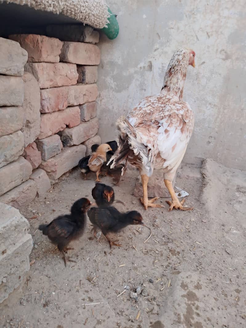 اسیل مرغی 8بچوں کے ساتھ براۓفروخت ہے 1