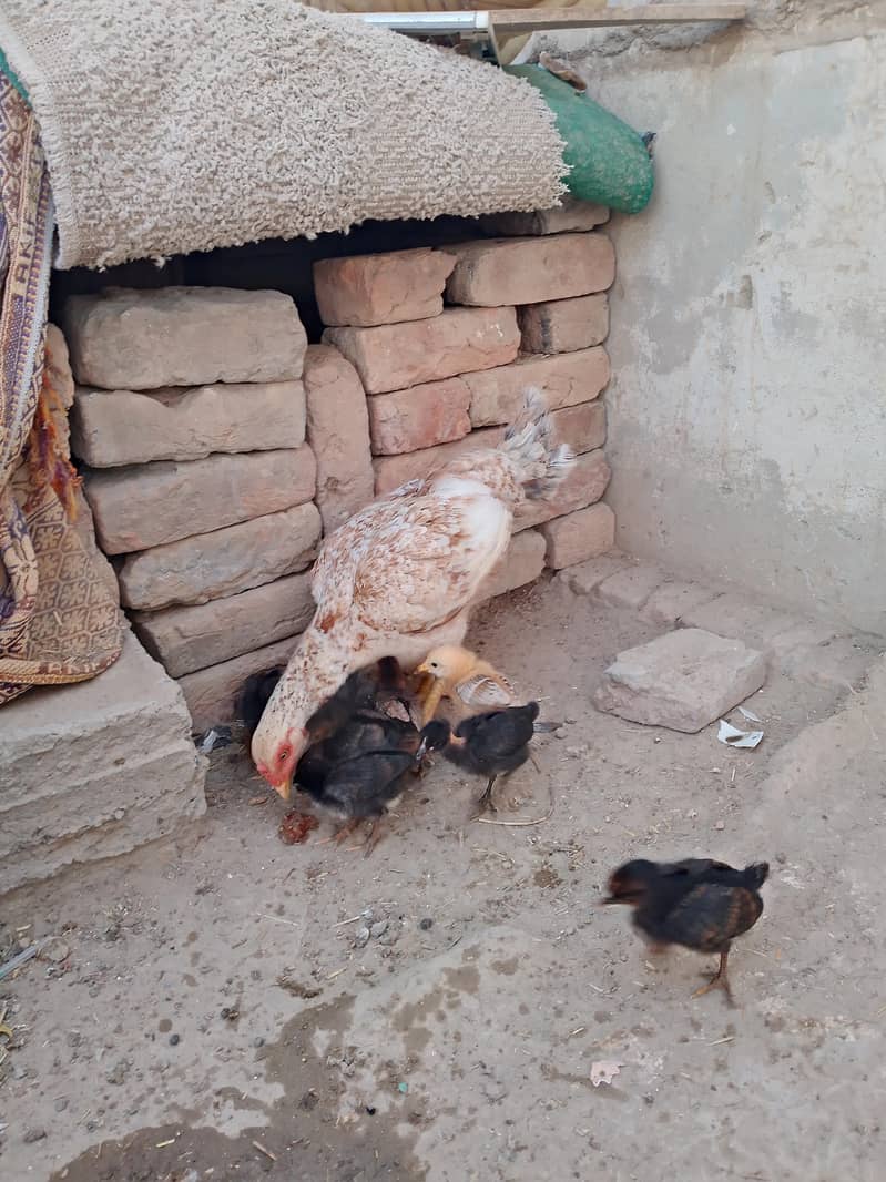 اسیل مرغی 8بچوں کے ساتھ براۓفروخت ہے 2