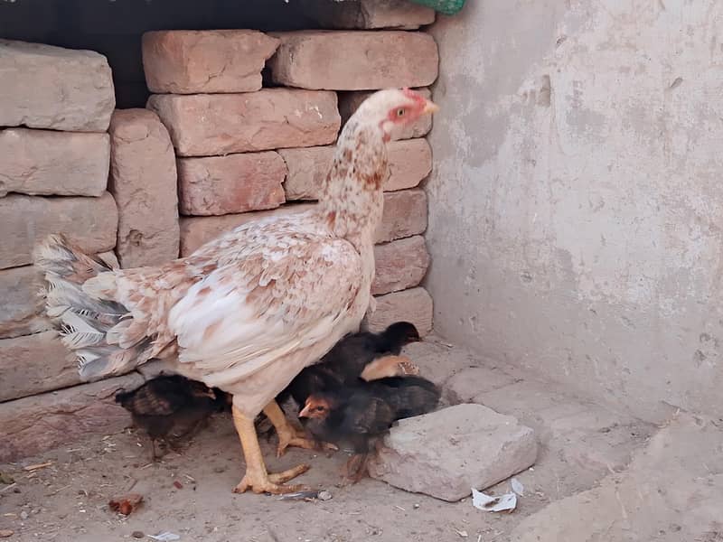 اسیل مرغی 8بچوں کے ساتھ براۓفروخت ہے 3