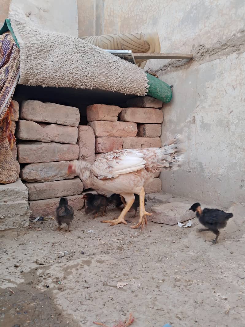 اسیل مرغی 8بچوں کے ساتھ براۓفروخت ہے 4