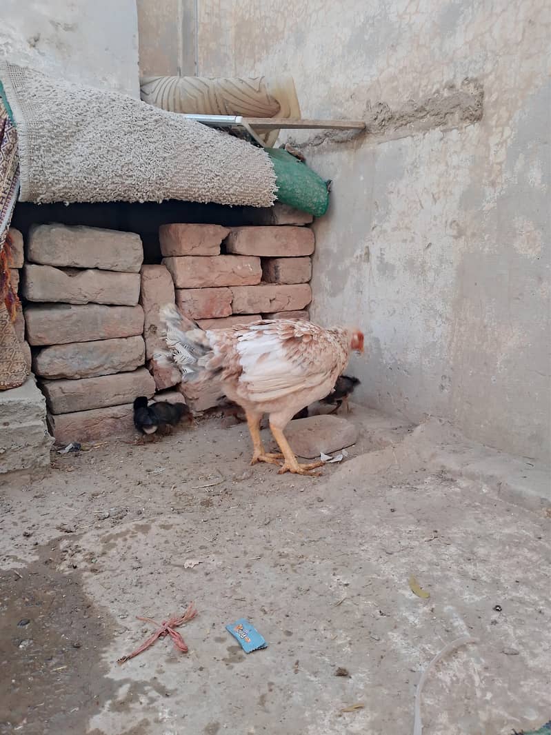 اسیل مرغی 8بچوں کے ساتھ براۓفروخت ہے 5