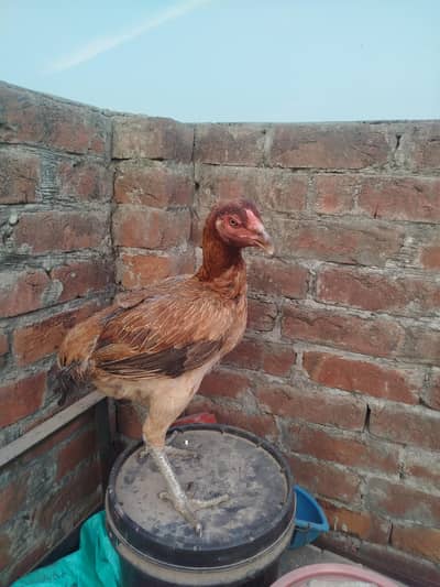 پانچ دو دو ہزار 26