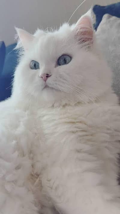 Pure Persian female - pregnant near delivery