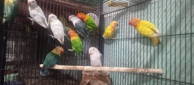 love birds 5 pair for sale par pair 2800