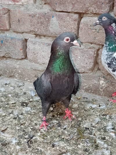 Neeli Magar female red eyes