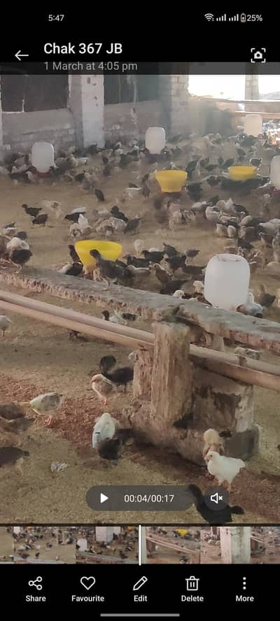 Golden Misri Mix age 1 month for sale , 250 per piece