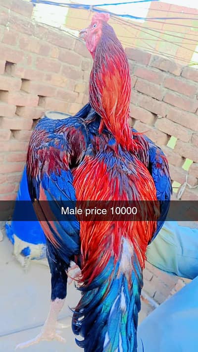 10 chicks+1 breeder pair for sale