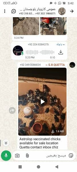 astrolop vaccinated a+ grade chicks available