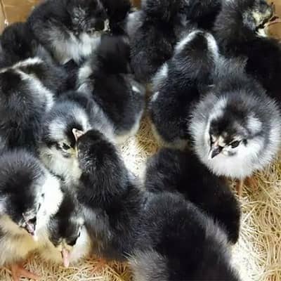 astrolop vaccinated a+ grade chicks available